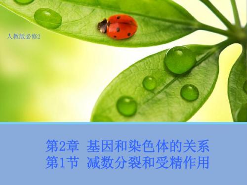 【生物】2.1 减数分裂和受精作用 课件(人教版 (1)