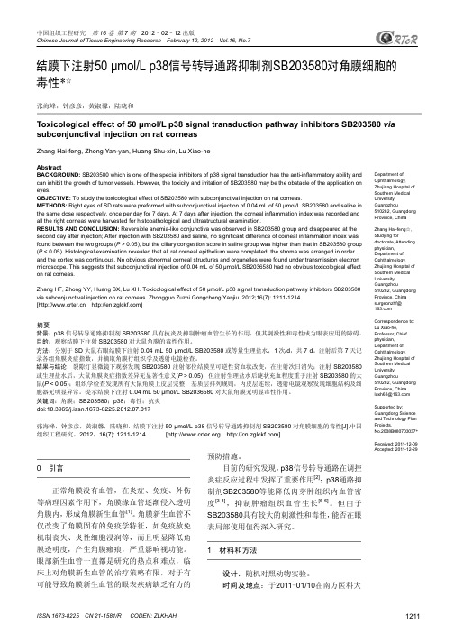 结膜下注射50 μmolL p38信号转导通路抑制剂SB203580对角膜细胞的毒性