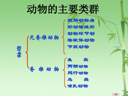 动物的主要类群复习课件(共31张PPT)