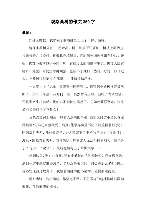 观察桑树的作文350字