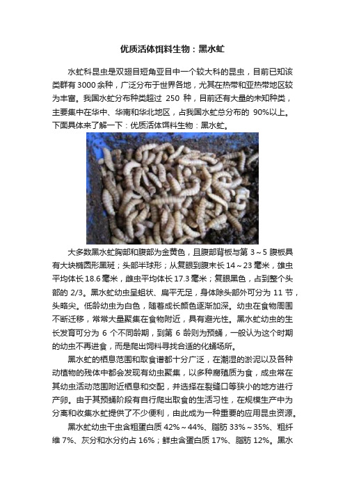 优质活体饵料生物：黑水虻