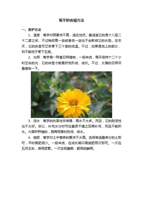 菊芋的养殖方法