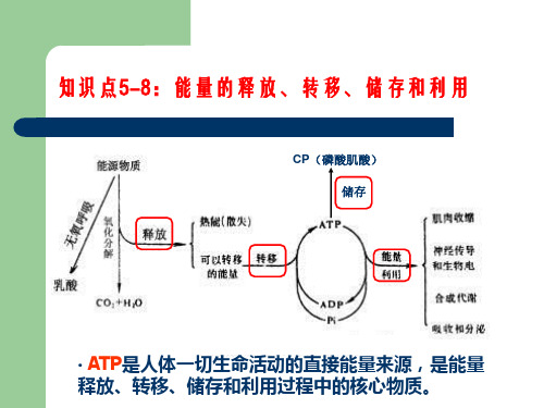 知识点5-8：能量的释放、转移、储存和利用过程(即能量的来源.