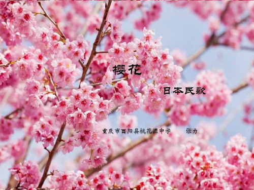 部编初中音乐七年级《樱花》张力PPT课件 一等奖新名师优质公开课获奖比赛人教