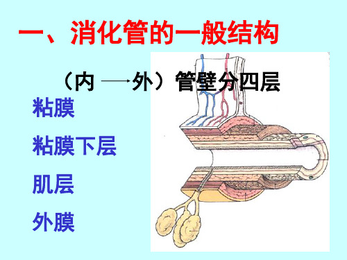 组织学08消化管