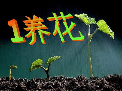 六年级语文下册养花ppt