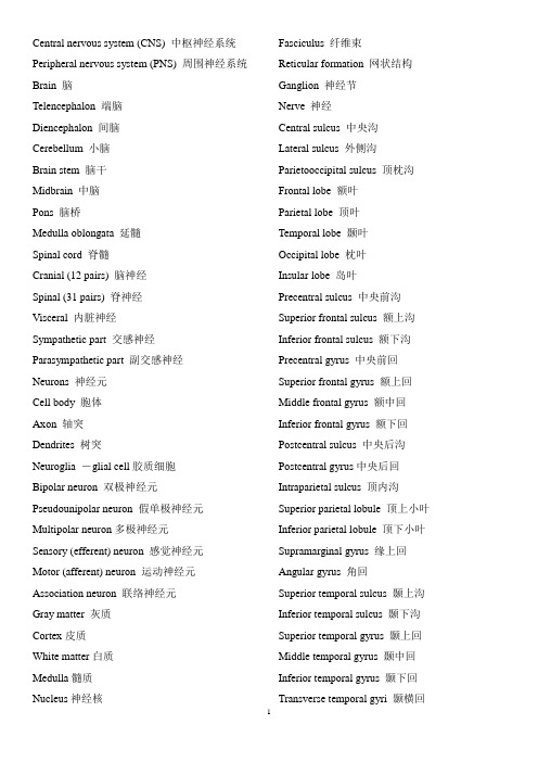 脑解剖专有名词