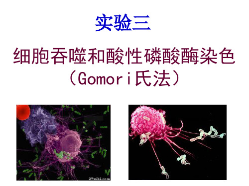 实验三 细胞吞噬及ACP染色