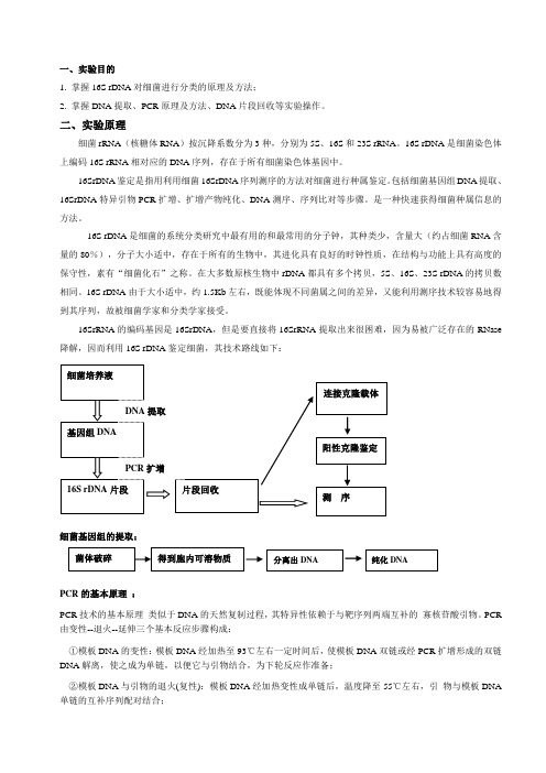 用16S rDNA方法鉴定细菌种属