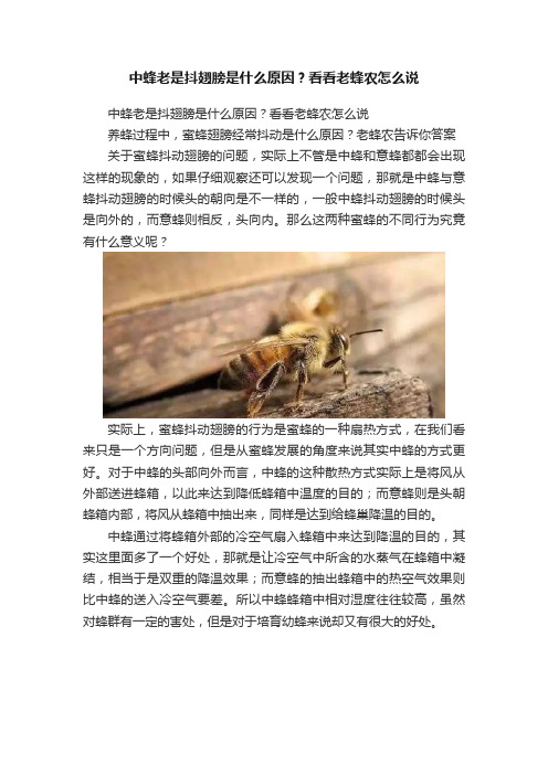 中蜂老是抖翅膀是什么原因？看看老蜂农怎么说