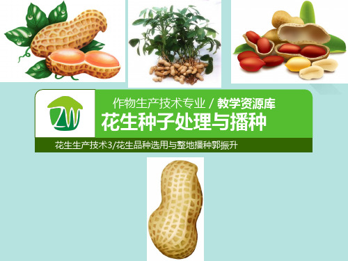 花生种子处理与播种PPT资料优选版