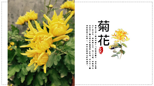 菊花 课件