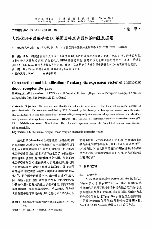 人趋化因子诱骗受体D6基因真核表达载体的构建及鉴定