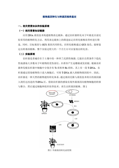 植物基因转化与转基因植株鉴定汇编