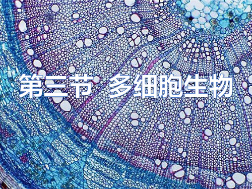 多细胞生物体 课件 冀少版七年级上册生物