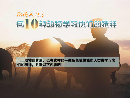 职场人生：向10种动物学习它们的精神