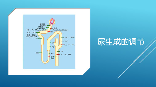 尿生成的调节