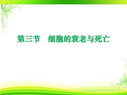 《细胞的衰老和死亡》演示文稿(共30张PPT)