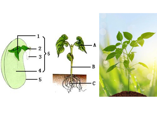 人教版七年级上册3.2.2  植株的生长课件 (共25张PPT)