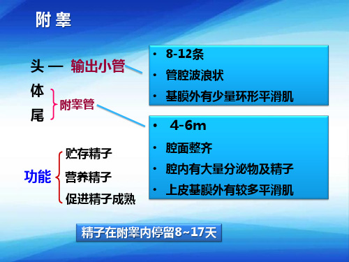 器官系统—生殖系统(组织学与胚胎学课件)