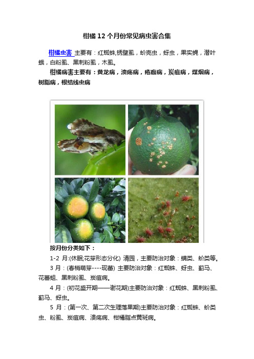 柑橘12个月份常见病虫害合集