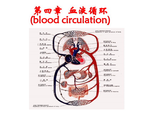 第四章血液循环