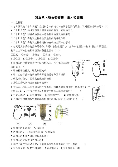 第五章  绿色植物的一生  检测题-2022-2023学年苏教版生物七年级上册