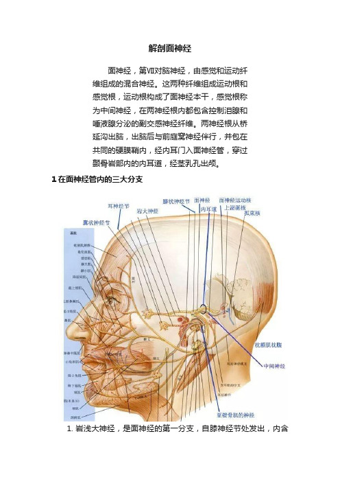 解剖面神经