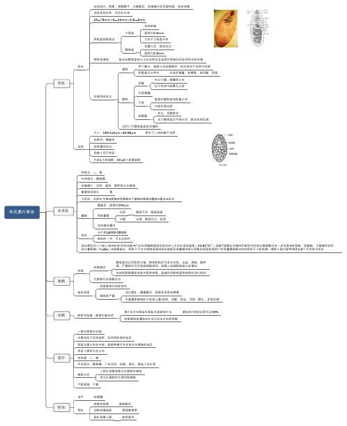 人体寄生虫学布氏姜片吸虫