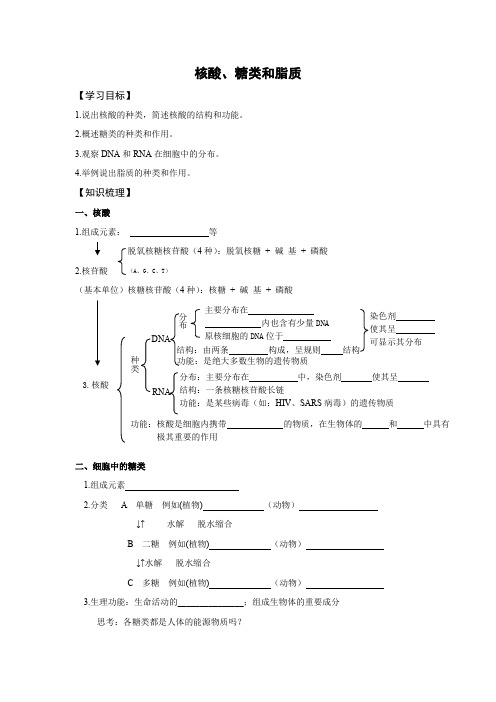 学案9：核酸、糖类和脂质