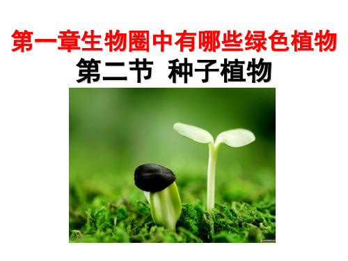 高中生物种子植物PPT精选课件28 人教版
