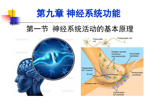 神经2 神经递质-精品医学课件