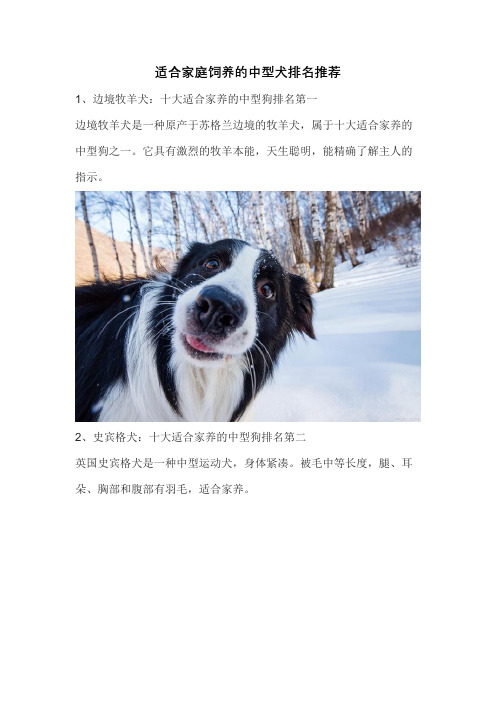 适合家庭饲养的中型犬排名推荐