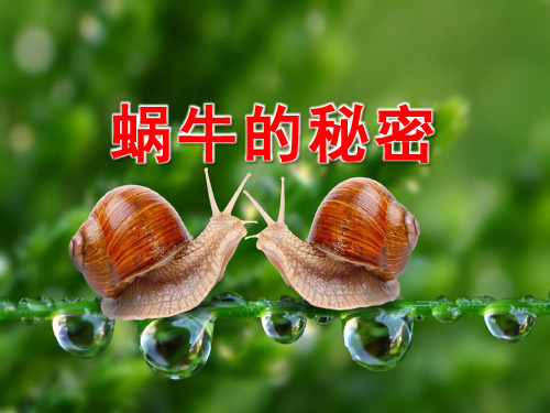 中班科学《蜗牛的秘密》PPT课件