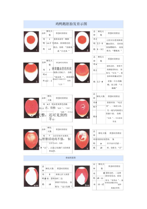 2021年-鸡鸭鹅胚胎正面发育图