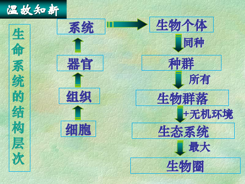 生态系统的结构(完整版)1解析