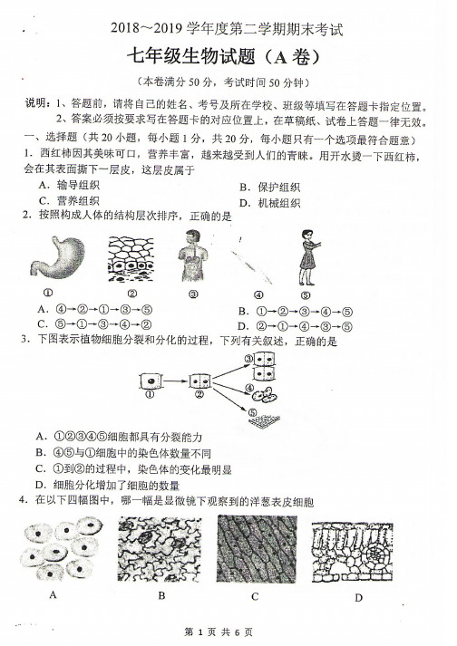 徐州市2018-2019学年初一第二学期期末生物试卷含答案