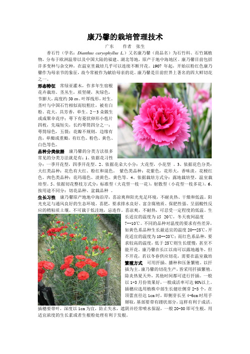 康乃馨的栽培管理技术