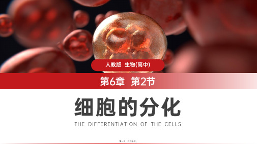 (细胞的分化)人教版必修高一生物教学课件