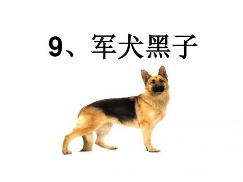 《军犬黑子》PPT课件