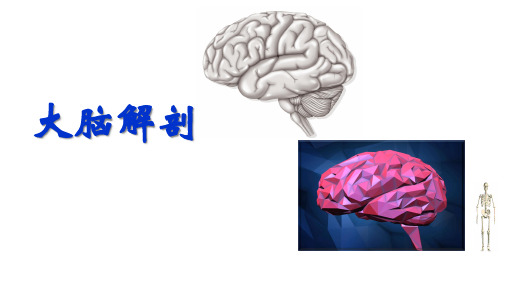 24大脑外形分叶解剖人体系统解剖学