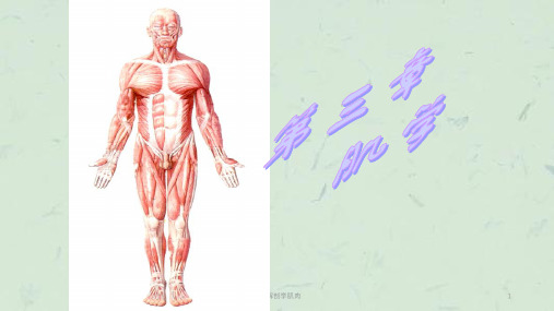 运动解剖学肌肉课件