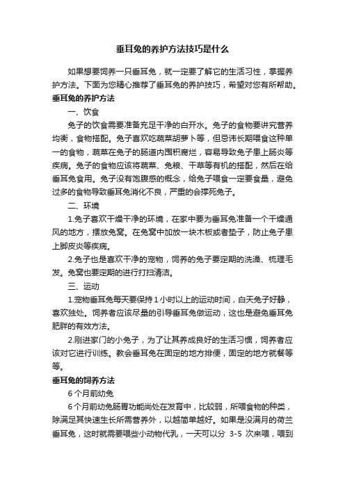 垂耳兔的养护方法技巧是什么