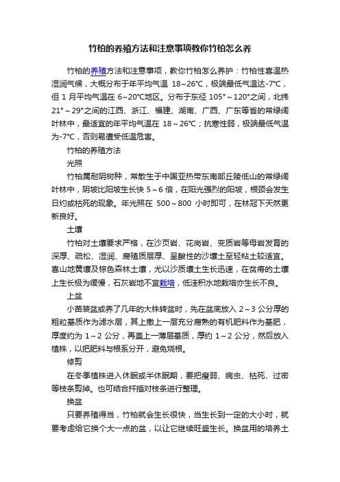 竹柏的养殖方法和注意事项教你竹柏怎么养