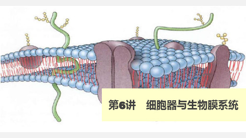 高考生物 一轮复习 第6讲 细胞器与生物膜系统