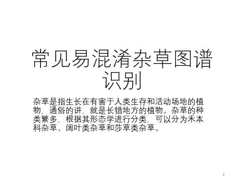 (参考课件)常见易混淆杂草图谱识别