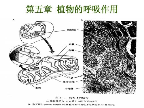 第五章  呼吸作用