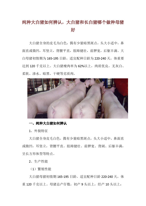 纯种大白猪如何辨认,大白猪和长白猪哪个做种母猪好