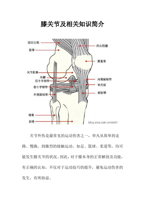 膝关节与相关知识简介