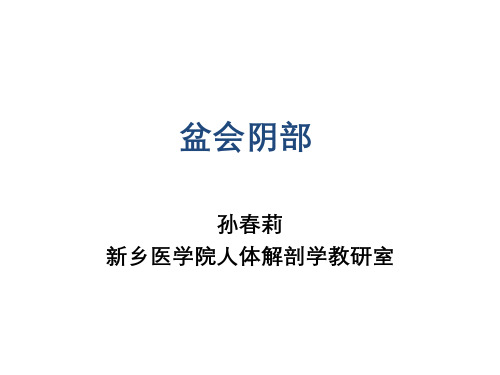 断层解剖学 盆部及会阴